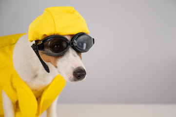 Portrait of jack russell terrier dog in life jacket with diving goggles and pool cap on white background.