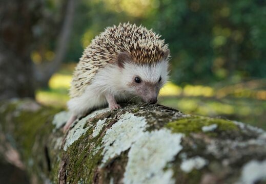 hedgehog in the grass, Asian hedgehog with the soft light of the young sun in the morning., Dwraf hedgehog on stump, Young hedgehog on timber wiith eye contact