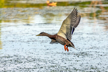 The mallard duck in flight