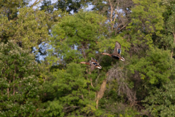 Bird. The mallard duck in flight