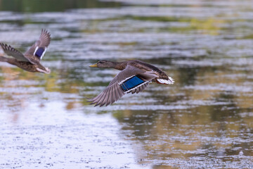 The mallard duck in flight