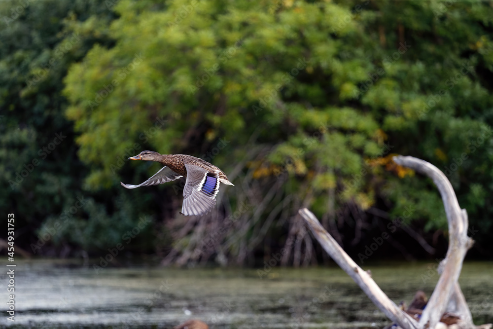 Sticker The mallard duck in flight