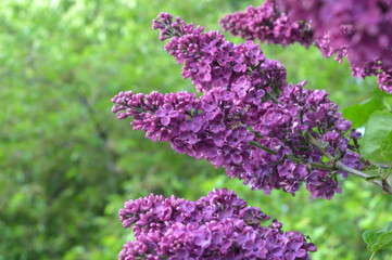 flowers in the garden