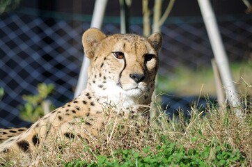 チーター