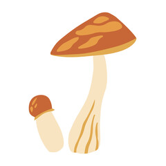 Red boletus mushroom vector illustration. Edible mushrooms. Autumn symbol.  Isolated on a white background.