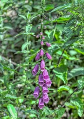 Digitalis plant