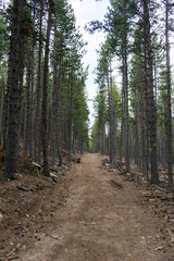 Path in the middle of a fir forest