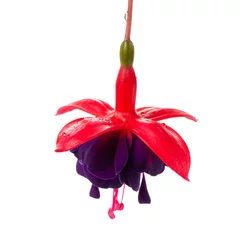 Fotobehang blooming hanging twig in shades of dark red fuchsia flower is isolated on white background, Dollar Princess, close up © Alisa