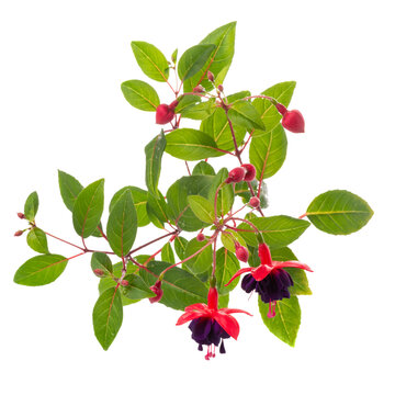 blooming hanging twig in shades of dark red fuchsia flower with drops is isolated on white background, Dollar Princessing 