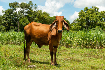 Cow on a green meadow Pasture for cattle, Cow in the countryside outdoors, Cows graze on a green summer meadow in Thailand,  Rural landscapes with cows on summer pasture.