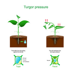 turgor pressure. Plant cells osmosis