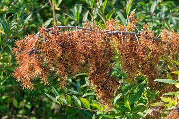 Ein Zweig eines Nadelbaums mit braunen, vertrockneten Nadeln