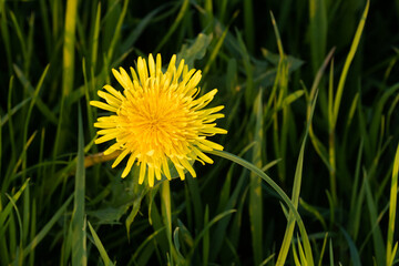 Close-up of a bright yellow Common dandelion, Taraxacum officinale flower on an Estonian meadow...