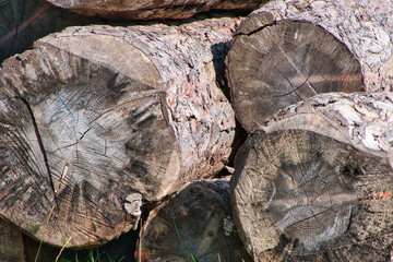 Alte, ausgetrocknete, übereinander gestapelte Baumstämme