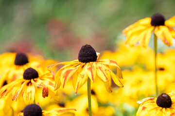 Black-eyed Susan flowers in bloom with a green background