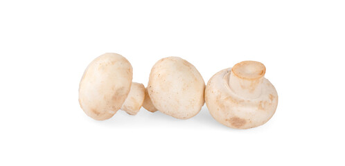 Mushroom Isolated on White Background