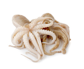 squid isolated on white background
