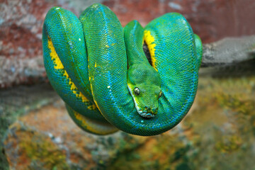 Closeup view of a green snake with yellow tints on a blurry background