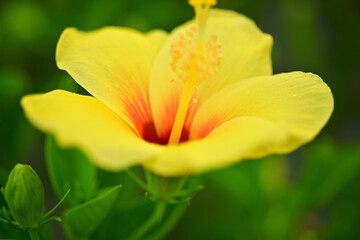 Fototapeta premium In Japan, we say Fall is the best season for arts and entertainment