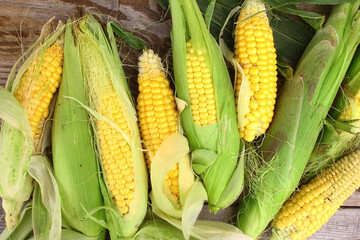 Corn on the cob plucked from the harvest.