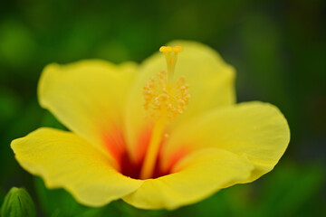 Fototapeta premium In Japan, we say Fall is the best season for arts and entertainment