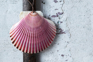 Camino de Santiago stick with the scallop shell