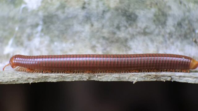 millipedes crawling on the wood