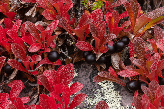 Vibrant red Alpine bearberry, Arctous alpina with dark ripe berries during autumn foliage in Finnish Lapland, Northern Europe. 