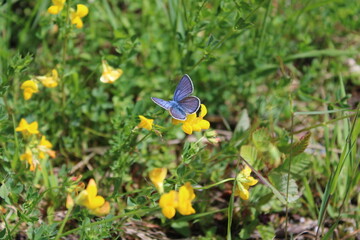 Schmetterling auf Blume
