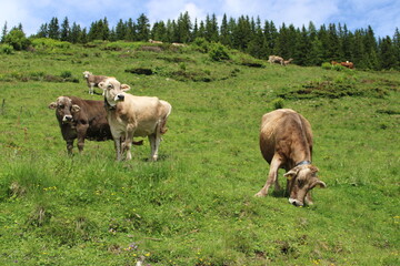 Kühe in den Alpen