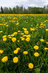 Fototapeta premium Springtime grassland covered with blooming bright yellow Common dandelion, Taraxacum officinale flowers. Shot in Estonia, Northern Europe. 