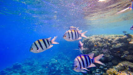 underwater kingdom of the red sea striped fish swim