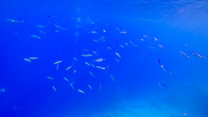Fototapeta na wymiar beautiful underwater waters of the red sea at the bottom of which schools of blue striped fish swim