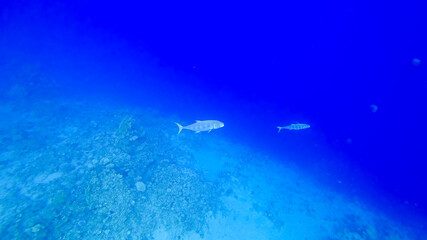 Fototapeta na wymiar predatory fish at the bottom of the red sea swims and tracks down prey
