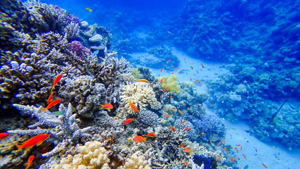 a beautiful view of the coral of the underwater red sea near which many tropical red fish swim