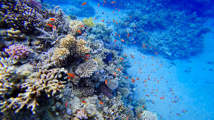 Naklejka na ściany i meble a beautiful view of the coral of the underwater red sea near which many tropical red fish swim