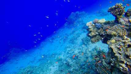 Fototapeta na wymiar the underwater water area of the red sea where tropical red fish swim shoals of fish