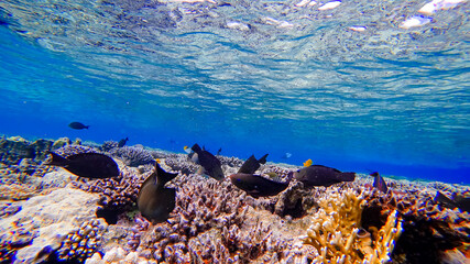 A flock of black fish swim around the coral on the red sea in search of food