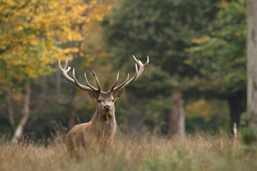 Cerf, Cervus elaphus