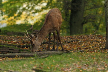 Cerf, Cervus elaphus