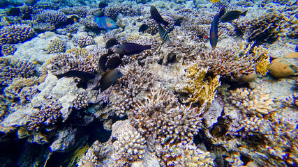 Naklejka na ściany i meble A flock of black fish swim around the coral on the red sea in search of food