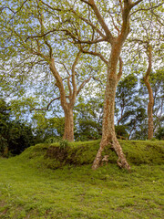 Amazing natural wild green trees in são miguel, the green island, ilha verde, açores, azores, portugal