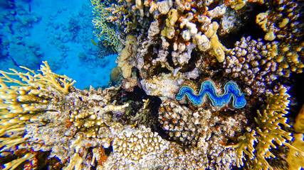 a blue shell lurks in the corals at the bottom of the red sea waiting for prey