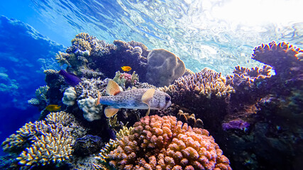 close-up of a puffer fish on the background of corals that is located in the red sea