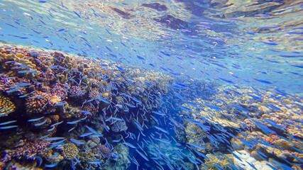 Fototapeta na wymiar a shoal of blue fish swims past a ship at the bottom of the red sea