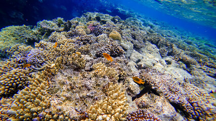 Naklejka na ściany i meble coral reefs of the red sea near which tropical fish swim