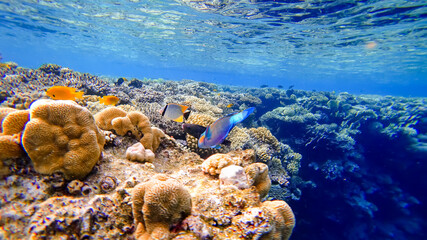 colorful tropical fish swim near the coral reefs of the red sea