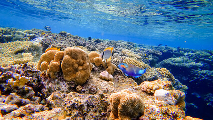 colorful tropical fish swim near the coral reefs of the red sea