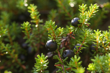 Dark, ripe Black crowberry, Empetrum nigrum during late summer in Estonia, Northern Europe. 