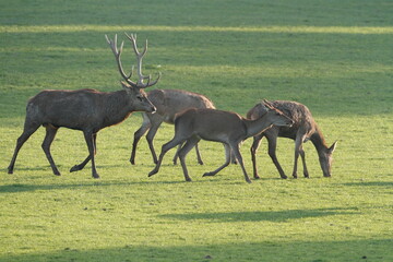 Cerf, Cervus elaphus